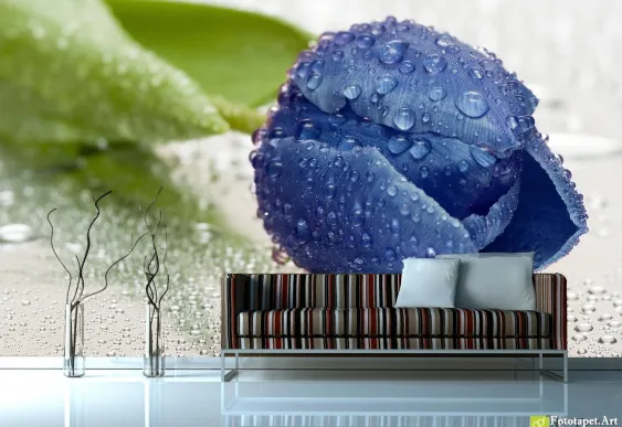 Tapet Foto Flori în Romănia - Lalea albastru