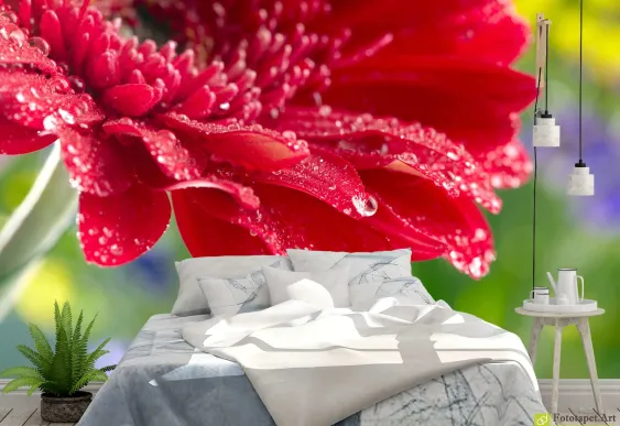 Fototapet Flori - Gerbera_2